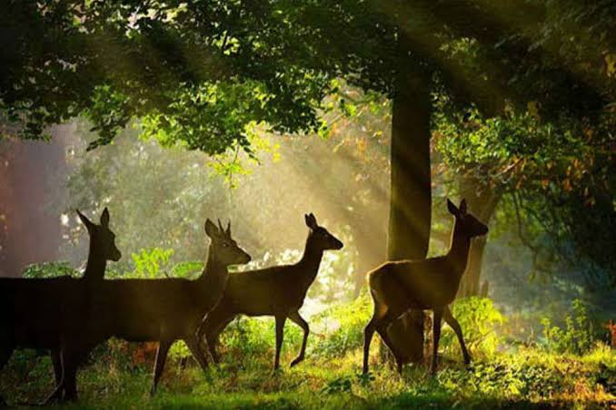 forest-wildlife